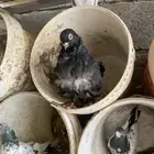 حمام كشكش