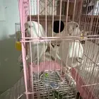 ببغاء روز هدد البينو
