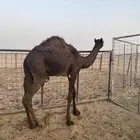 حاشي 7شهور