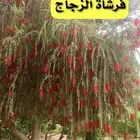 اشجار زينه بونسيانا و جاكرندا واكاسيا جلوكا و تيكوما