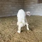 خروف عمره ست شهور