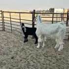عنز رغوث حدرها تيس ابوشهرين ونص
