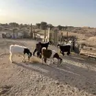 ماعز