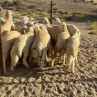 طليان ذبايح سمان وطيبه جدا