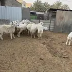 حريات مقاني طيبه