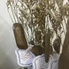 توزيعات فازة العود