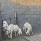 خروفين فلل الفلل اعمارها تقريبا حول سته اشهور تزيد تنقص