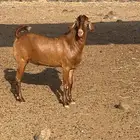 للبيع تيس مشروع فحل ادهم وجرم