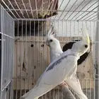 جوز كريمي فيس (تم البيع)