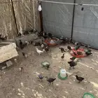 صوص عمره شهر