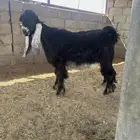 تيس عارضي