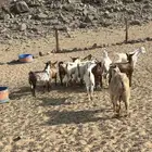 الشميسي طريق الخواجات