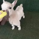 ماعز قزم امريكي تشيكي