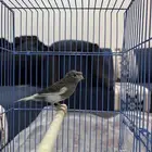 كناري سوري شرط تغريد