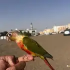 ببغاء كنيور اليف وهدد خارجي