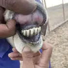 نعجه صنف