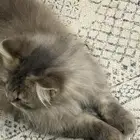 قطوه للبيع السعر 150