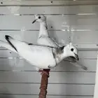 جوز ياكريم مع انتاجه