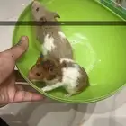 هامسترات للبيع محايل عسير