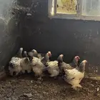 دجاج براهما للبيع