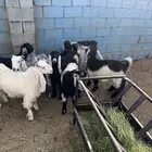 جفار وتيرس