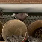 حمام قلاب احمر