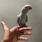 دره هولندي اليف ومفطوم وهدد
