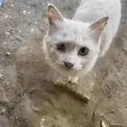 قطة شيرازي لعلها تدخلك الجنة