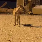جرو. للبدل