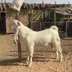 تيس فحل مطور ابرص فاااخر جذع 12 شهر