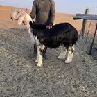 فحل نجدي
