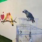 ببغاء كاسكو
