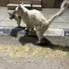 قطوه للبيع