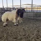 مشاءالله ذبايح نعيم فاخره