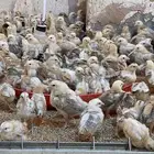 دجاج صوص بلدي