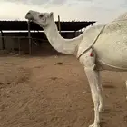 خلفه واللي معها قعود ديوسها سلم هاديه
