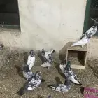 حمام باكستاني