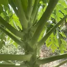 شتلات باباي ردريدي