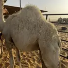 للبيع قعود فل شحم 7 شهور