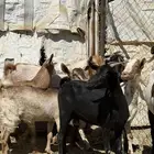 معزى دفع و فيها قرايب حصيب اسنان ( تم البيع )