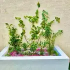 أي أشجار موجودة
