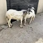 عرض غنم كفو صنف فاخر