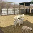 ضان ( تم البيع )