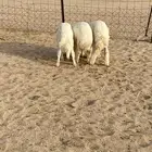 طليان فل شحم واطراف طيبه