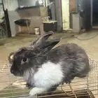 ارنب من نوع انقورا
