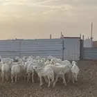 غنم مقاني 21 المولده 8 معها 9 عيالها ذبايح والباقي دفيع