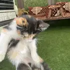 قطه نضيفه وأليفه شيرازي