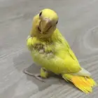 فروخ روز غر