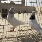 جوز سالكوتي موتيا