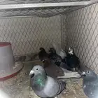 حمام قطيفي وزاجل وقلاب البيع جمله